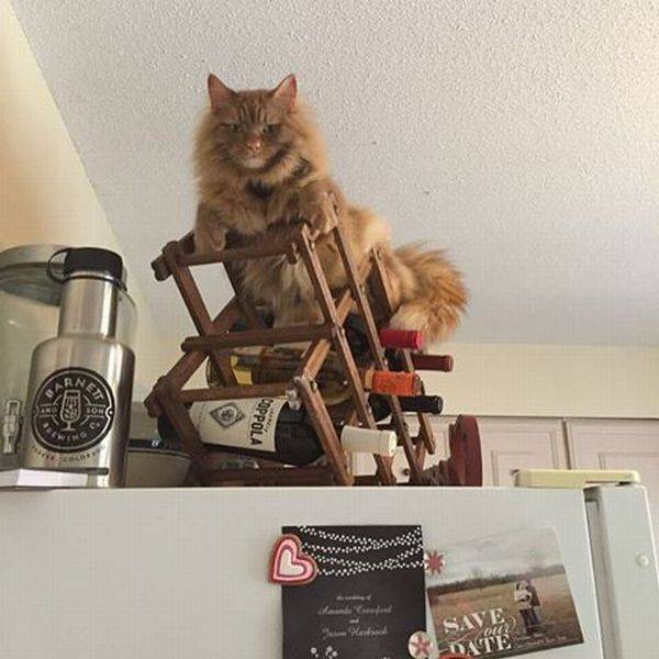 daily picdump 100 pics 2.html - 100 HD Photos | Premium Gallery 2017