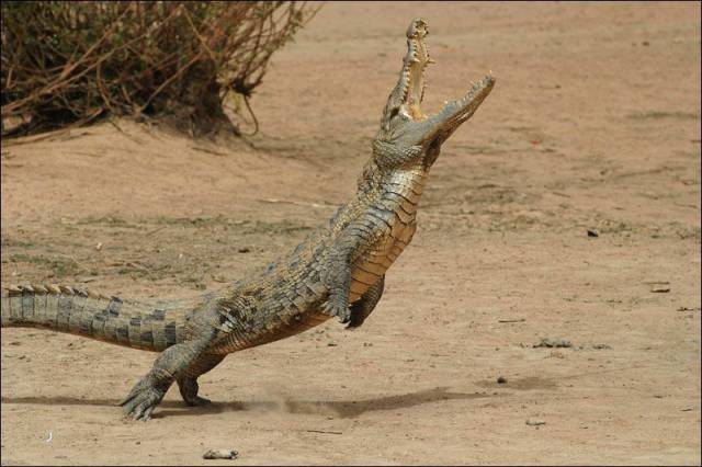 daily picdump 100 pics 2.html - 100 HD Photos | Premium Gallery 2017