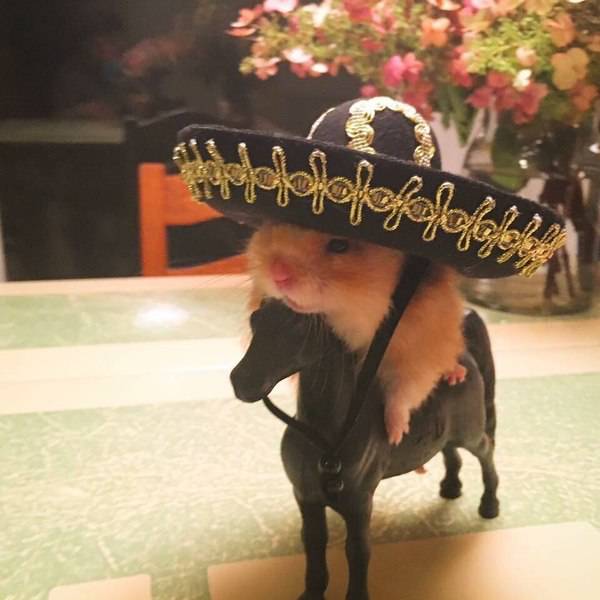 daily picdump weekend edition 51 pics 5.html - 51 HD Photos | Premium Gallery 2017