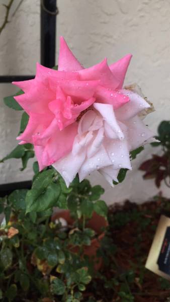 morning picdump 52 pics 4.html - 52 HD Photos | Premium Gallery 2017