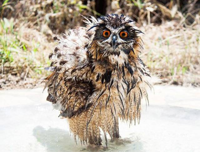 daily picdump 106 pics 41.html - 106 HD Photos | Premium Gallery 2017