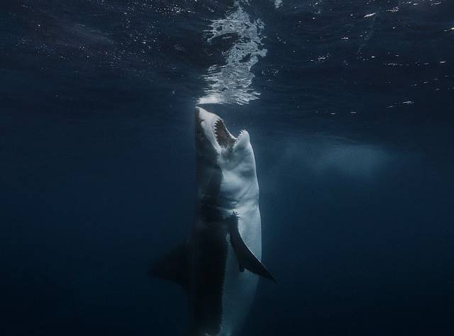 daily picdump 101 pics 26.html - 101 HD Photos | Premium Gallery 2017