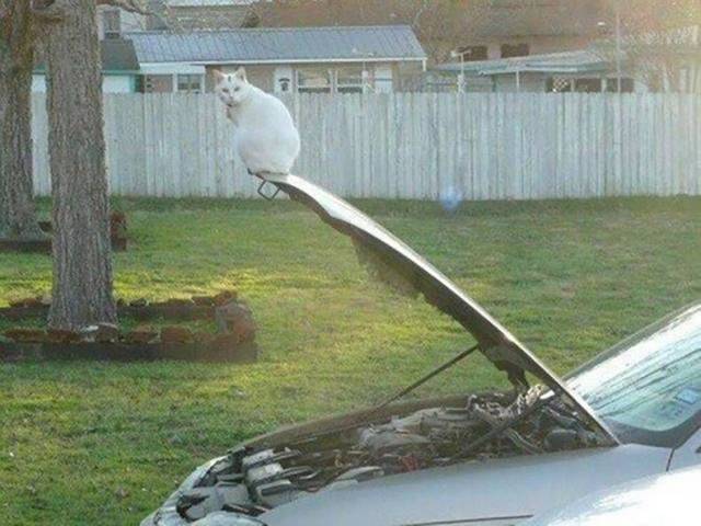 daily picdump 101 pics 26.html - 101 HD Photos | Premium Gallery 2017