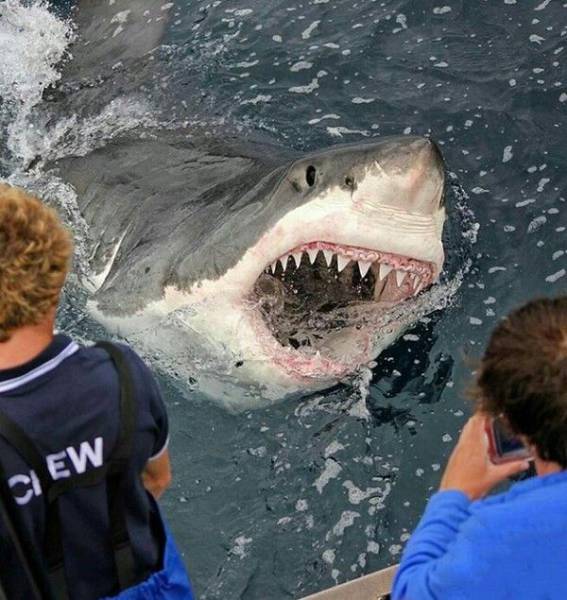 daily picdump 91 pics 1.html - 91 HD Photos | Premium Gallery 2017