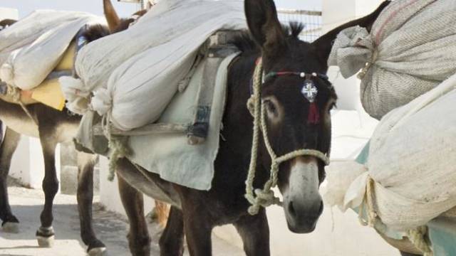 Literally The Worst Crime Attempts Ever Made