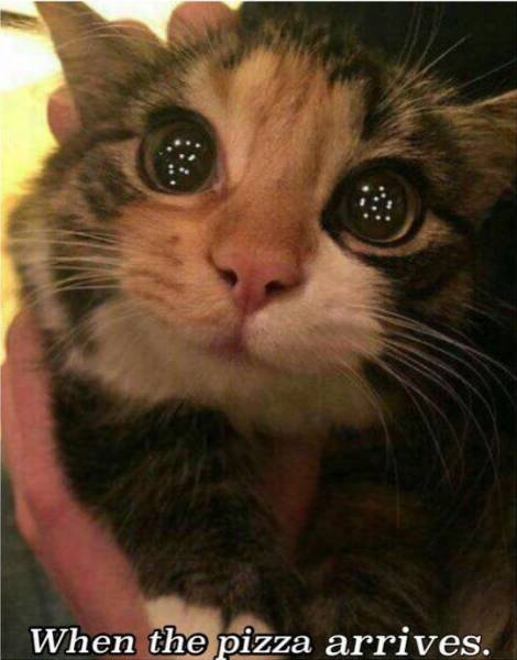 daily picdump 97 pics 20.html - 97 HD Photos | Premium Gallery 2017