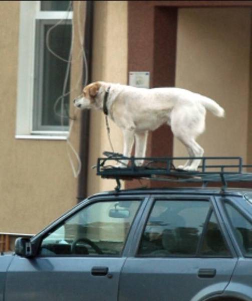 daily picdump 95 pics 12.html - 95 HD Photos | Premium Gallery 2017