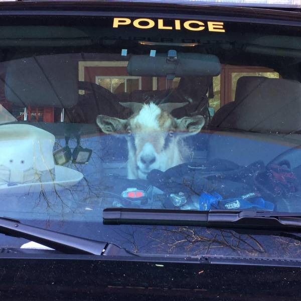 Morning Picdump