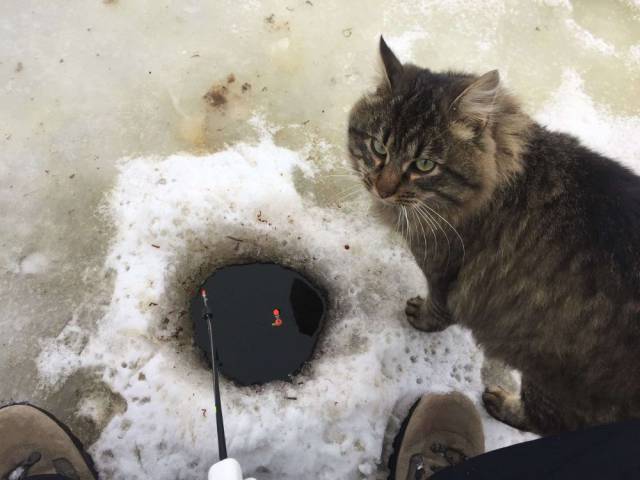 daily picdump 102 pics 2.html - 102 HD Photos | Premium Gallery 2017