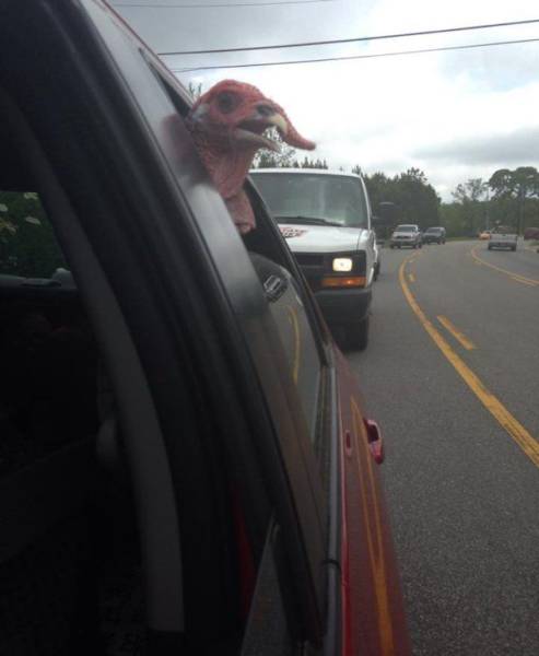 daily picdump 102 pics 2.html - 102 HD Photos | Premium Gallery 2017