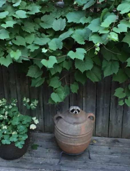 daily picdump 96 pics 6.html - 96 HD Photos | Premium Gallery 2017