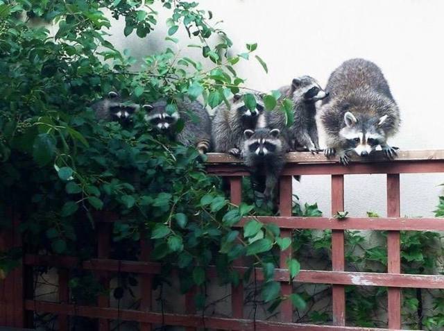 daily picdump 96 pics 6.html - 96 HD Photos | Premium Gallery 2017