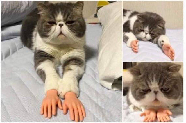 daily picdump weekend edition 51 pics 2.html - 51 HD Photos | Premium Gallery 2017