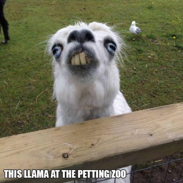 daily picdump 101 pics 14.html - 101 HD Photos | Premium Gallery 2017