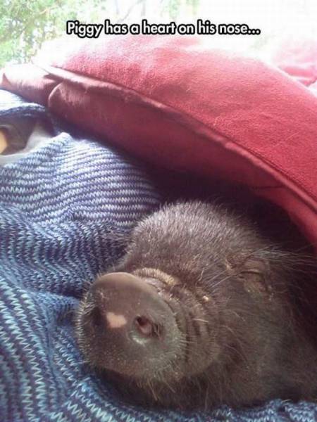 daily picdump 102 pics 35.html - 102 HD Photos | Premium Gallery 2017