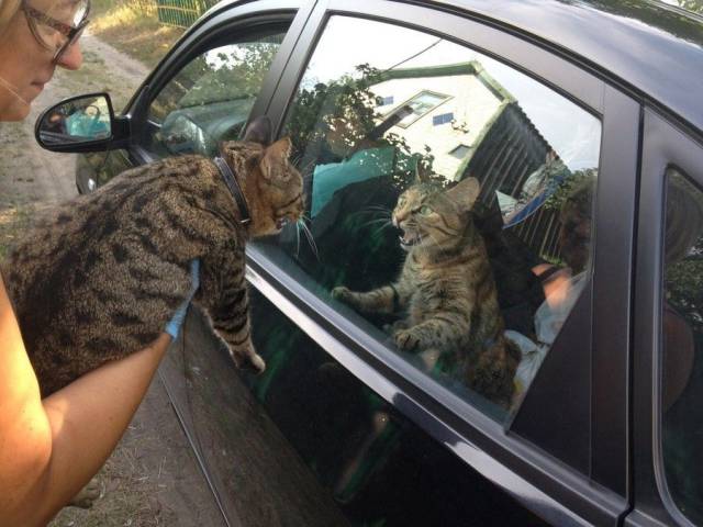 daily picdump 102 pics 35.html - 102 HD Photos | Premium Gallery 2017