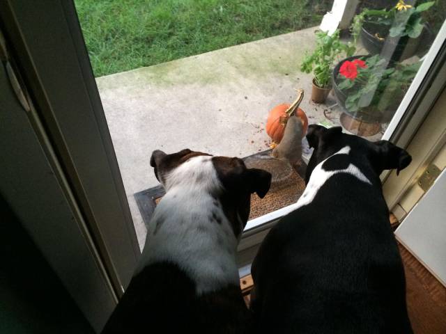 daily picdump 101 pics 3.html - 101 HD Photos | Premium Gallery 2017