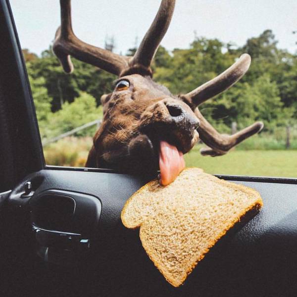 daily picdump weekend edition 52 pics 19.html - 52 HD Photos | Premium Gallery 2017