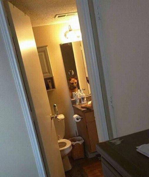 daily picdump weekend edition 52 pics 19.html - 52 HD Photos | Premium Gallery 2017