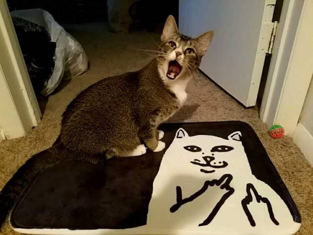 daily picdump weekend edition 52 pics 19.html - 52 HD Photos | Premium Gallery 2017