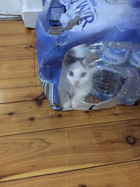 daily picdump weekend edition 52 pics 19.html - 52 HD Photos | Premium Gallery 2017