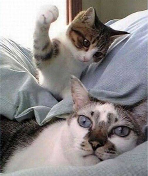 daily picdump 96 pics 3.html - 96 HD Photos | Premium Gallery 2017