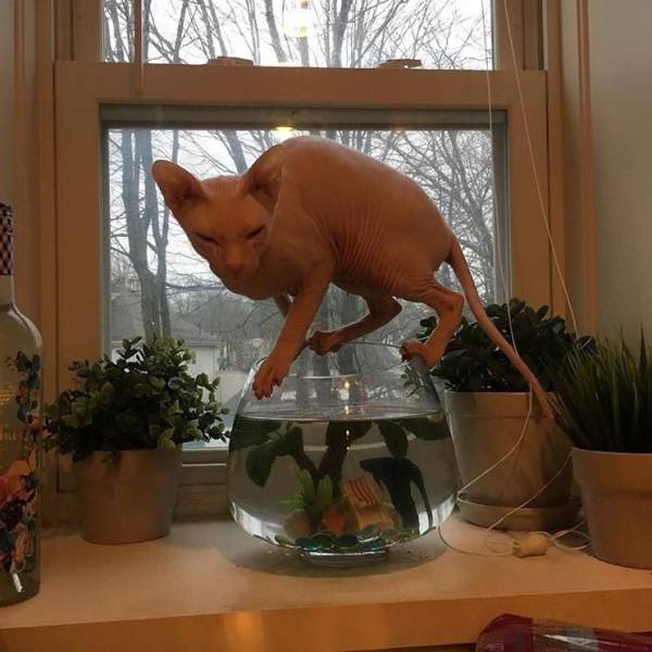 daily picdump 98 pics 7.html - 98 HD Photos | Premium Gallery 2017