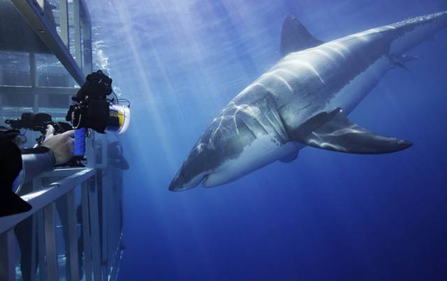 daily picdump 98 pics 7.html - 98 HD Photos | Premium Gallery 2017