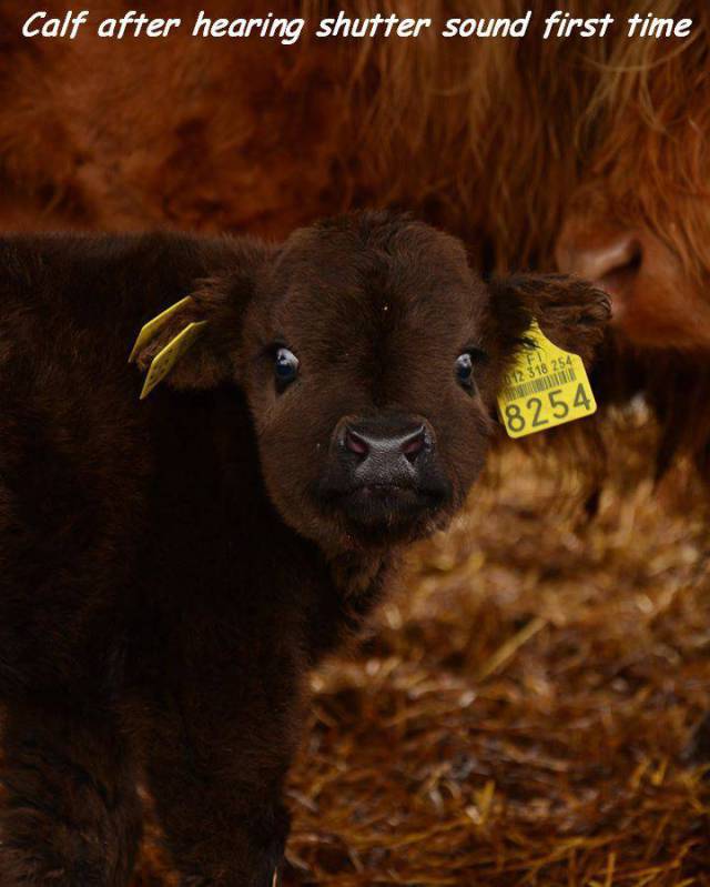 daily picdump 98 pics 7.html - 98 HD Photos | Premium Gallery 2017