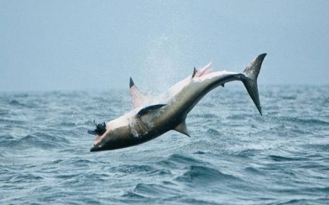 daily picdump 103 pics 52.html - 103 HD Photos | Premium Gallery 2017