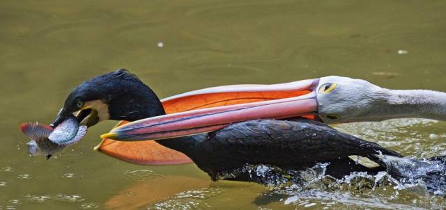 daily picdump 100 pics 15.html - 100 HD Photos | Premium Gallery 2017