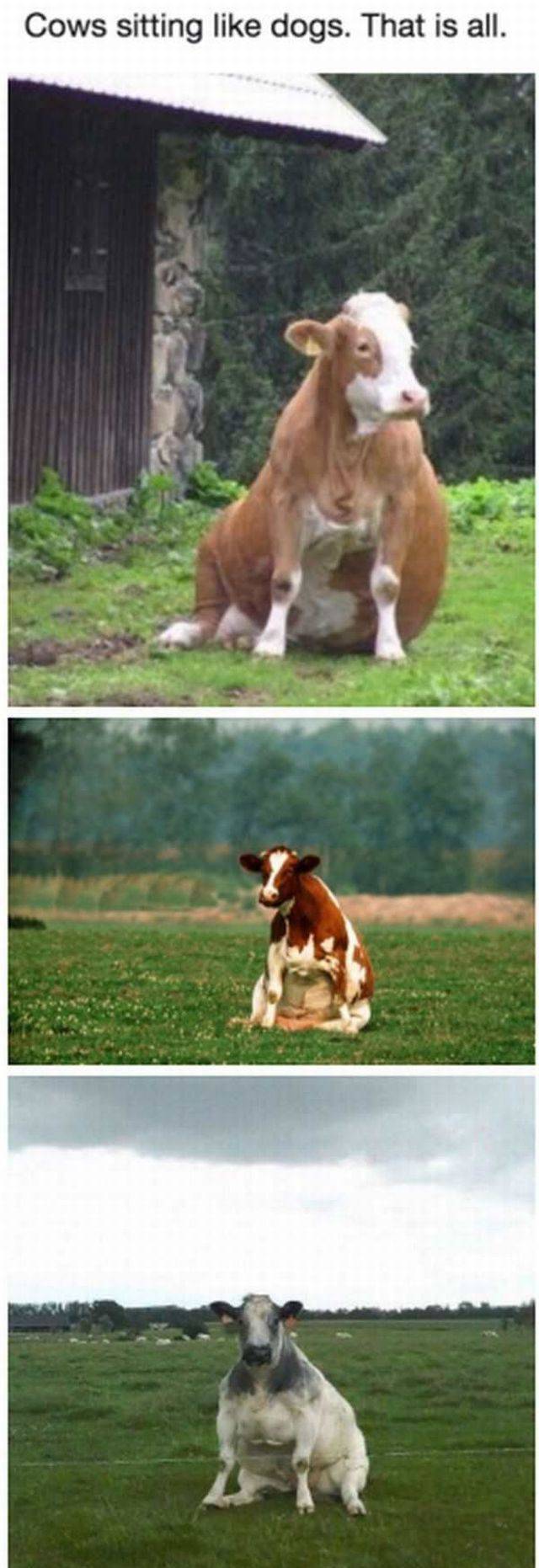 daily picdump 100 pics 15.html - 100 HD Photos | Premium Gallery 2017