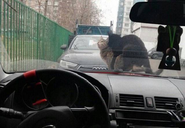 Daily Picdump