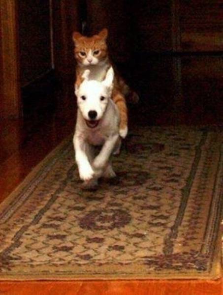 Daily Picdump