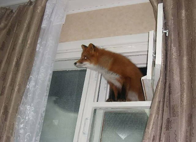Morning Picdump