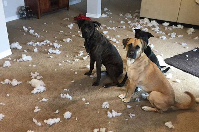 daily picdump 100 pics 2.html - 100 HD Photos | Premium Gallery 2017