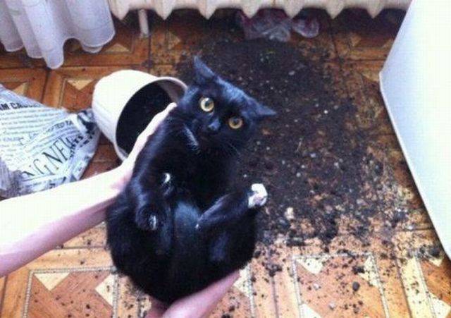 daily picdump 97 pics 9.html - 97 HD Photos | Premium Gallery 2017