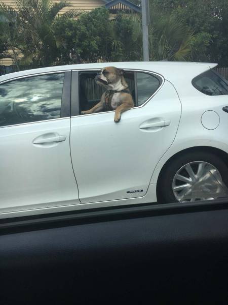 daily picdump weekend edition 55 pics 5.html - 55 HD Photos | Premium Gallery 2017