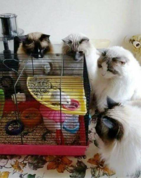 daily picdump 96 pics 30.html - 96 HD Photos | Premium Gallery 2017