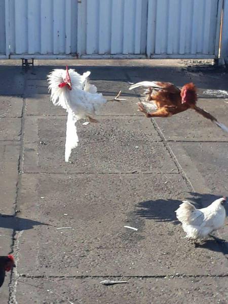 daily picdump 92 pics 2.html - 92 HD Photos | Premium Gallery 2017