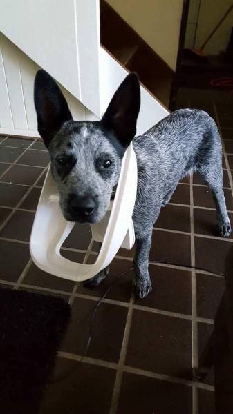 daily picdump 98 pics 3.html - 98 HD Photos | Premium Gallery 2017