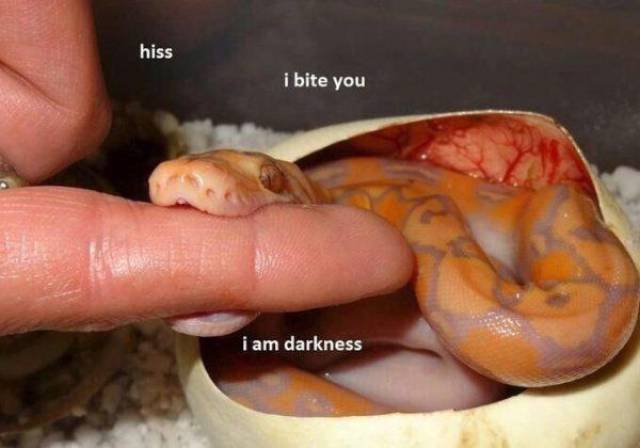 daily picdump 102 pics 9.html - 102 HD Photos | Premium Gallery 2017