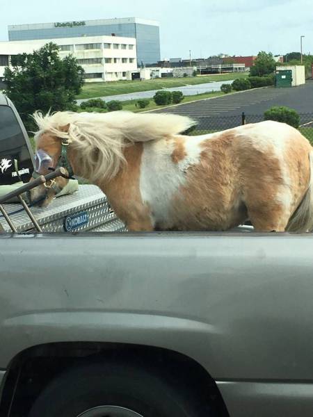 daily picdump 102 pics 9.html - 102 HD Photos | Premium Gallery 2017