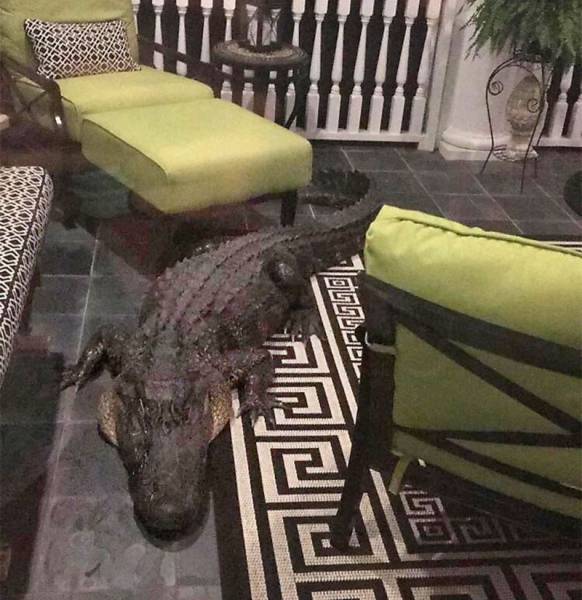 daily picdump 97 pics 37.html - 97 HD Photos | Premium Gallery 2017