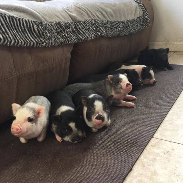 daily picdump weekend edition 51 pics 3.html - 51 HD Photos | Premium Gallery 2017