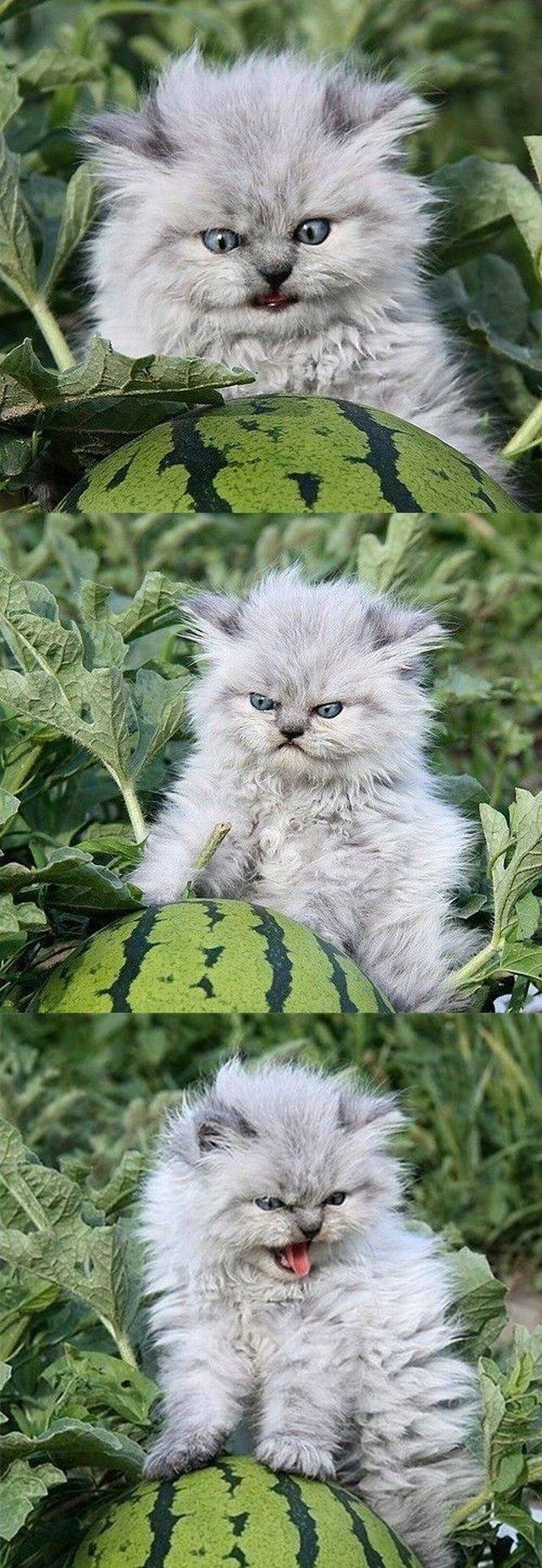 daily picdump 104 pics 43.html - 104 HD Photos | Premium Gallery 2017