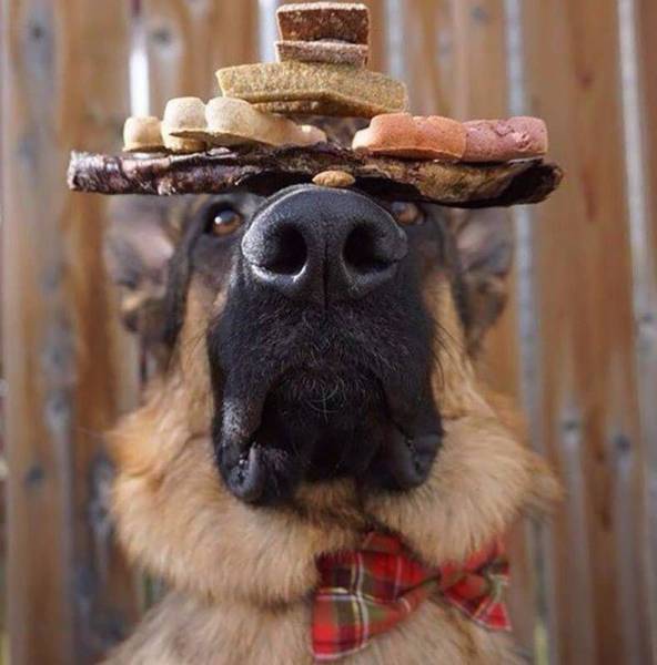 daily picdump 106 pics 2.html - 106 HD Photos | Premium Gallery 2017