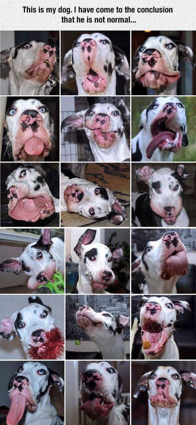 daily picdump 106 pics 2.html - 106 HD Photos | Premium Gallery 2017