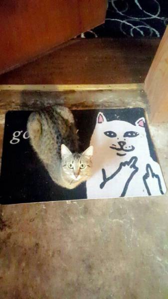 daily picdump 101 pics 51.html - 101 HD Photos | Premium Gallery 2017