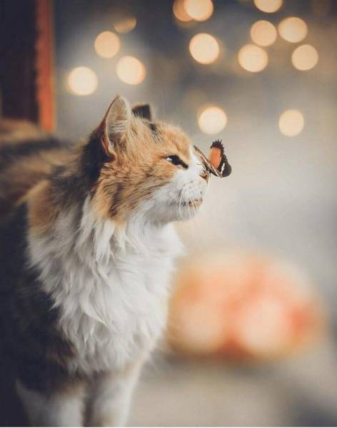 daily picdump 101 pics 51.html - 101 HD Photos | Premium Gallery 2017